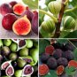 6 PCS Seeds Ficus Carica Seeds 'Panache' Tiger Stripe Fig Black Red Fig Tree Organic