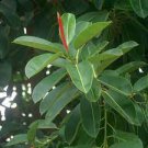 50 PCS Seeds Ficus Elastica Decora Indian Rubber Tree
