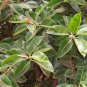 50 PCS Seeds Ficus Elastica Decora Indian Rubber Tree