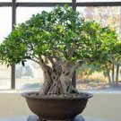 50 PCS Seeds Ficus Lyrata Bonsai Tree Indoor Potted Balcony Banyan Tree 50 PCS Seeds Ficus Lyrata Bonsai Tree Indoor Potted Balcony Banyan Tree