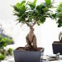 50 PCS Seeds Ficus Lyrata Bonsai Tree Indoor Potted Balcony Banyan Tree