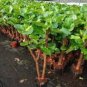 50 PCS Seeds Ficus Lyrata Bonsai Tree Indoor Potted Balcony Banyan Tree