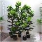 50 PCS Seeds Ficus Lyrata Bonsai Tree Indoor Potted Balcony Banyan Tree