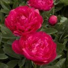 10 PCS Seeds Fire Red Chinese Peony Flower 10 PCS Seeds Fire Red Chinese Peony Flower
