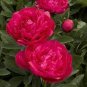 10 PCS Seeds Fire Red Chinese Peony Flower