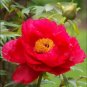 10 PCS Seeds Fire Red Chinese Peony Flower