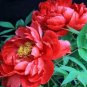 10 PCS Seeds Fire Red Chinese Peony Flower