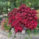 200 PCS Seeds Fire Red Coleus Seeds Herb Ornamental Plants 200 PCS Seeds Fire Red Coleus Seeds Herb Ornamental Plants