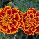 50 PCS Seeds Fire Red French Marigold Annual Flowers 50 PCS Seeds Fire Red French Marigold Annual Flowers