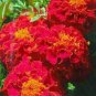 50 PCS Seeds Fire Red French Marigold Annual Flowers