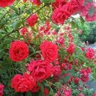 10 PCS Seeds rose red 10 PCS Seeds rose red