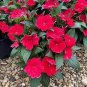 10 PCS Seeds rose red