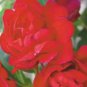 10 PCS Seeds rose red