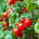 300 PCS Seeds Fire Red' Round Cherry Tomato Organic 300 PCS Seeds Fire Red' Round Cherry Tomato Organic