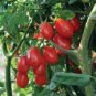 300 PCS Seeds Fire Red' Round Cherry Tomato Organic