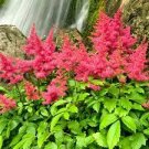 100 PCS Seeds Fireberry False Spiraea Red Astilbe Perennial Flower 100 PCS Seeds Fireberry False Spiraea Red Astilbe Perennial Flower