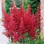 100 PCS Seeds Fireberry False Spiraea Red Astilbe Perennial Flower