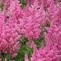 100 PCS Seeds Fireberry False Spiraea Red Astilbe Perennial Flower