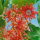 2 PCS Seeds Firewheel Tree Stenocarpus sinuatis, ornamental perennial flowers 2 PCS Seeds Firewheel Tree Stenocarpus sinuatis, ornamental perennial flowers