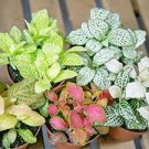 100 PCS Seeds Fittonia verschaffeltii Bonsai Mini Easy Planting Balcony