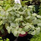 100 PCS Seeds Fittonia Verschaffeltii Bonsai Mini Easy Planting Balcony Fun Indoor