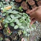100 PCS Seeds Fittonia verschaffeltii Mini Easy Planting Fun Indoor Flower