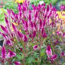 300 PCS Seeds Flamingo Cockscomb 300 PCS Seeds Flamingo Cockscomb