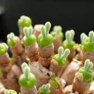 10 PCS Seeds Fleshy bonsais Pitt Aura Bunnies Monilaria moniliformis 10 PCS Seeds Fleshy bonsais Pitt Aura Bunnies Monilaria moniliformis