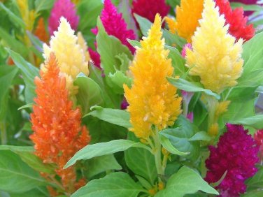 300 PCS Seeds Flamingo Cockscomb