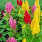 300 PCS Seeds Flamingo Cockscomb