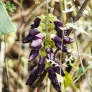 5 PCS Seeds Florida Velvet Bean Vine Garden Flower