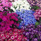100 PCS Seeds Florists Cineraria Bonsai 9 Kind Different Bonsai Flowers Pericallis hybrida 100 PCS Seeds Florists Cineraria Bonsai 9 Kind Different Bonsai Flowers Pericallis hybrida