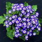 100 PCS Seeds Florists Cineraria Bonsai 9 Kind Different Bonsai Flowers Pericallis hybrida