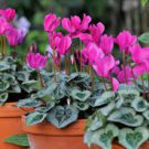 5 PCS Seeds Florist's Cyclamen Rose Red Flowers (Cyciamen persicum) 5 PCS Seeds Florist's Cyclamen Rose Red Flowers (Cyciamen persicum)