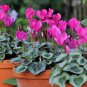 5 PCS Seeds Florist's Cyclamen Rose Red Flowers (Cyciamen persicum)