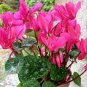 5 PCS Seeds Florist's Cyclamen Rose Red Flowers (Cyciamen persicum)