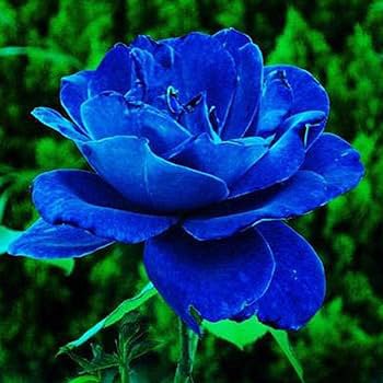 100 PCS Seeds Flower Blue Damask Rose Bush Flower