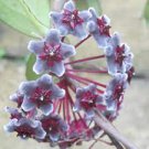 100 PCS Seeds Flower Bonsai Hoya Kerrii Bonsai