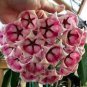 100 PCS Seeds Flower Bonsai Hoya Kerrii Bonsai