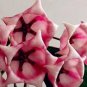 100 PCS Seeds Flower Bonsai Hoya Kerrii Bonsai