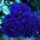 50 PCS Seeds Flower Blue Damask Rose Bush Flower