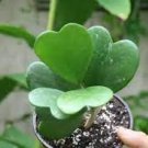 100 PCS Seeds Flower Bonsai Hoya Kerrii Bonsai