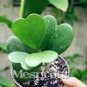100 PCS Seeds Flower Bonsai Hoya Kerrii Bonsai