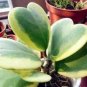 100 PCS Seeds Flower Bonsai Hoya Kerrii Bonsai