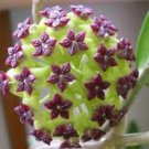 100 PCS Seeds Flower Bonsai Hoya Kerrii Bonsai (December Orchid)