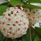 100 PCS Seeds Flower Bonsai Hoya Kerrii Bonsai