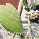 100 PCS Seeds Flower Bonsai Hoya Kerrii Bonsai