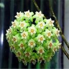 100 PCS Seeds Flower Bonsai Hoya Kerrii Bonsai (December Orchid) Family Bonsai