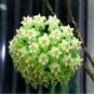 100 PCS Seeds Flower Bonsai Hoya Kerrii Bonsai (December Orchid) Family Bonsai