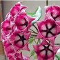 100 PCS Seeds Flower Bonsai Hoya Kerrii Bonsai (December Orchid) Family Bonsai